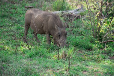 Güney Afrika 'daki doğal habitatında bir yaban domuzu örneği