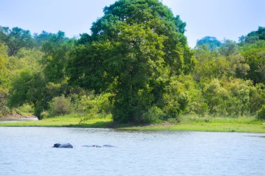 Güney Afrika 'da büyük bir nehirde yıkanan su aygırları.
