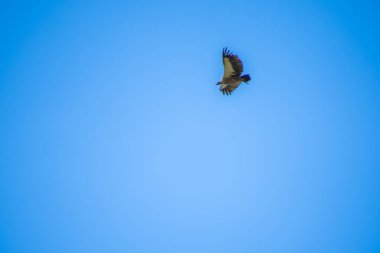 Güney Afrika bozkırında muhteşem bir kartal. Bateleur.  