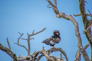 Güney Afrika bozkırında muhteşem bir kartal. Bateleur. 