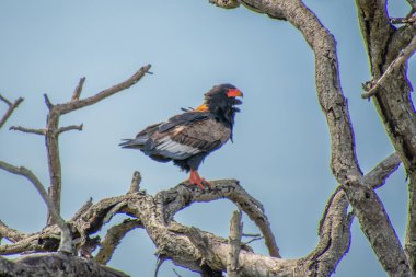 Güney Afrika bozkırında muhteşem bir kartal. Bateleur. 