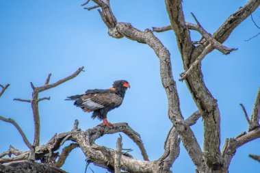 Güney Afrika bozkırında muhteşem bir kartal. Bateleur.