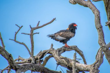 Güney Afrika bozkırında muhteşem bir kartal. Bateleur.