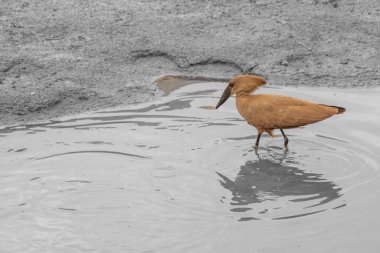 Güney Afrika 'daki Kruger Park' ta küçük bir nehirde yürüyen hamerkop.