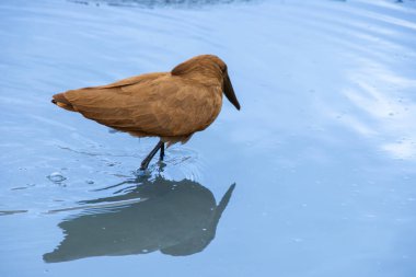 Güney Afrika 'daki Kruger Park' ta küçük bir nehirde yürüyen hamerkop.