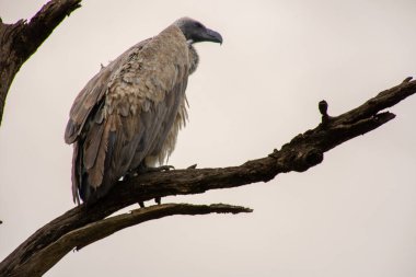 Güney Afrika 'daki Kruger Park' ta büyük bir akbabanın güzel bir örneği.