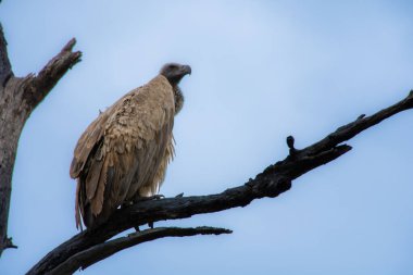 Güney Afrika 'daki Kruger Park' ta büyük bir akbabanın güzel bir örneği.