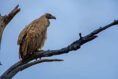 Güney Afrika 'daki Kruger Park' ta büyük bir akbabanın güzel bir örneği. 