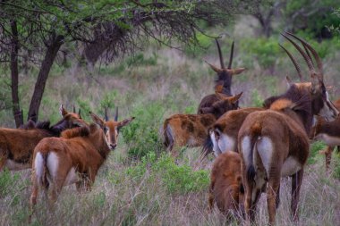 Güney Afrika 'da siyah bir antilobun (Samur) güzel örnekleri