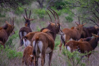 Güney Afrika 'da siyah bir antilobun (Samur) güzel örnekleri