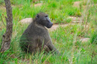 Güney Afrika 'daki vahşi babunun sevimli bir örneği.