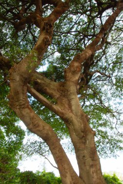Durban, Güney Afrika 'daki güzel bahçeden geç.