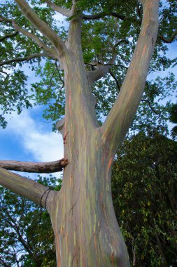 Durban, Güney Afrika 'daki güzel bahçeden geç.