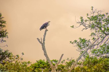 Muhteşem kartal Güney Afrika 'nın savanasına tünedi..