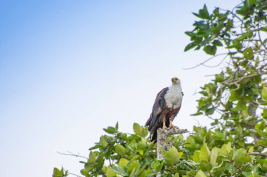 Muhteşem kartal Güney Afrika 'nın savanasına tünedi..