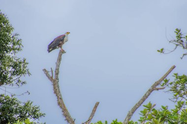 Muhteşem kartal Güney Afrika 'nın savanasına tünedi..