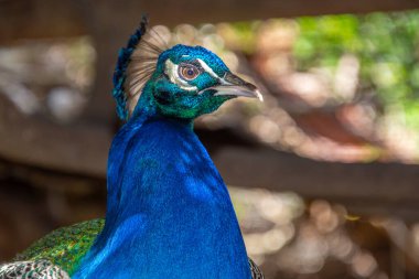 Pretty peacock lounging in a bird conservation park in South Africa