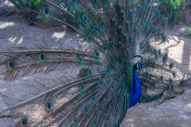 Pretty peacock lounging in a bird conservation park in South Africa
