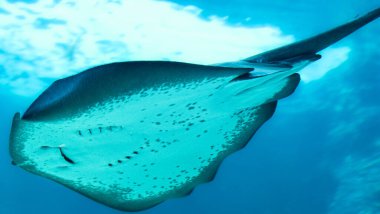 Cape Town, Güney Afrika 'da büyük bir akvaryumda oldukça vatansever.