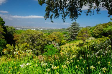 Cape Town, Güney Afrika 'daki Kirstenbosch Garden' da yürüyün.