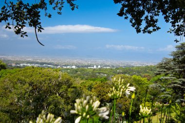 Cape Town, Güney Afrika 'daki Kirstenbosch Garden' da yürüyün.