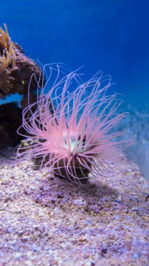 Cape Town, Güney Afrika 'da büyük bir akvaryumda güzel şakayıklar.