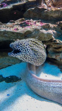 Cape Town, Güney Afrika 'da büyük bir akvaryumda güzel bir yılan balığı.
