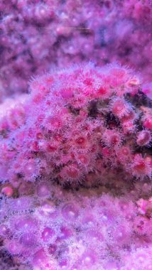 Cape Town, Güney Afrika 'da büyük bir akvaryumda güzel şakayıklar.