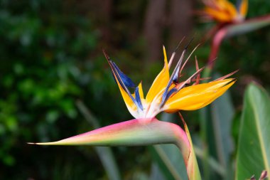 Kirstenbosch Garden, Cape Town, Güney Afrika 'da çok güzel bir cennet kuşu.  