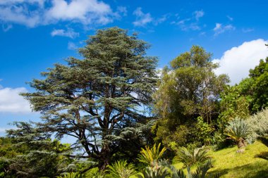  beautiful view of trees in Kirstenbosch Garden in Cape Town, South Africa