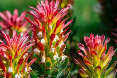 Kirstenbosch Garden, Cape Town, Güney Afrika 'daki çok güzel aloe vera çiçekleri.