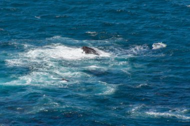 Güney Afrika 'daki meşhur Ümit Burnu manzarası