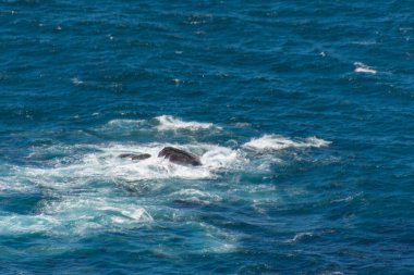 Güney Afrika 'daki meşhur Ümit Burnu manzarası