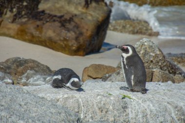Güney Afrika, Cape Town yakınlarındaki Bulders Beach kolonisindeki penguenler.