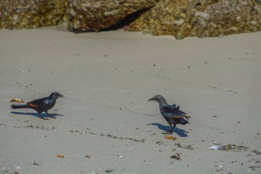 Güney Afrika, Cape Town yakınlarındaki Bulders Beach kolonisindeki penguenler.