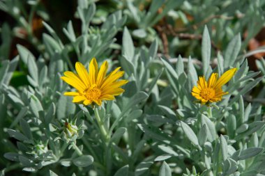 Güzel bir Güney Afrika bahçesinde çok güzel doğal çiçekler.