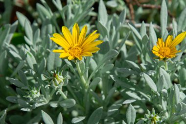 Güzel bir Güney Afrika bahçesinde çok güzel doğal çiçekler.