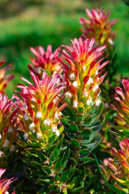Kirstenbosch Garden, Cape Town, Güney Afrika 'daki çok güzel aloe vera çiçekleri.