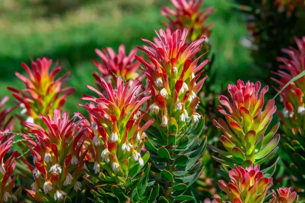 Kirstenbosch Garden, Cape Town, Güney Afrika 'daki çok güzel aloe vera çiçekleri.
