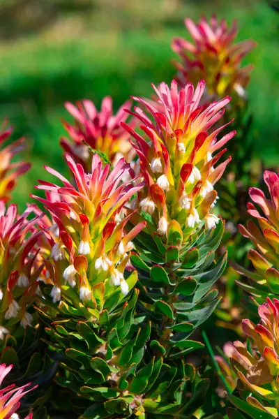 Kirstenbosch Garden, Cape Town, Güney Afrika 'daki çok güzel aloe vera çiçekleri.