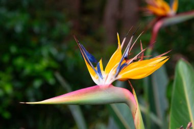 Kirstenbosch Garden, Cape Town, Güney Afrika 'da çok güzel bir cennet kuşu.