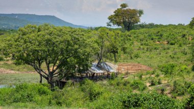 Güney Afrika 'nın ünlü savanasının çok güzel manzarası.
