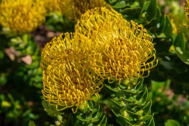 Kirstenbosch Garden, Cape Town, Güney Afrika 'da çok güzel Protea çiçekleri var.