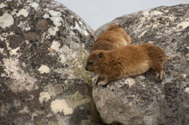Güney Afrika, Cape Town 'daki Masa Dağı' nda dağ yamaçları.