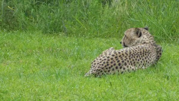 Mooi Exemplaar Van Een Grote Wilde Cheeta Zuid Afrika — Stockfoto