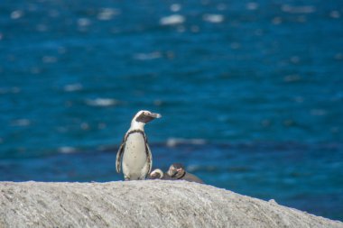 Güney Afrika Cape Town yakınlarındaki Boulders Beach kolonisindeki penguenler.