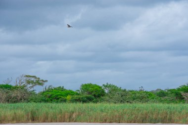 Güney Afrika 'nın savanasında bulutlu bir gökyüzünde uçan kuş..