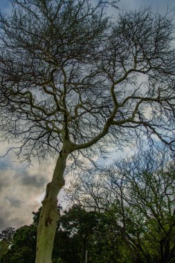 Durban, Güney Afrika 'daki güzel bahçedeki ağaçlar