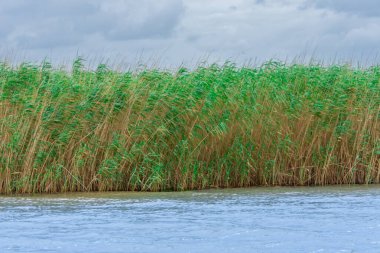 Güney Afrika 'daki Afrika savanasının ortasındaki büyük nehir. 