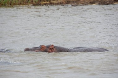 Güney Afrika 'da büyük bir nehirde yıkanan su aygırları.